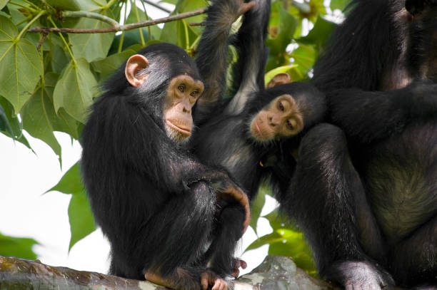 Gombe 2 Days Chimpanzee Safari